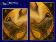 Reef Mistress 1