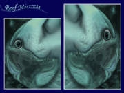 Reef Mistress 4