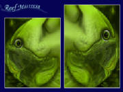 Reef Mistress 3