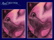 Reef Mistress 2